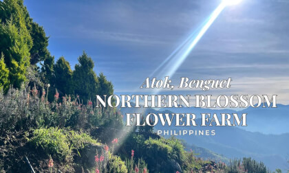 Northern Blossom Flower Farm Atok, Benguet Philippines
