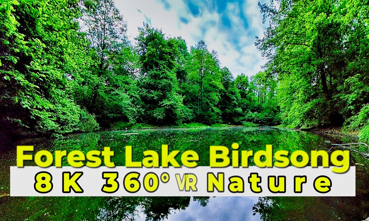 Forest Lake Birdsong | 8K 360° VR