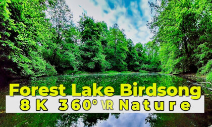 Forest Lake Birdsong | 8K 360° VR