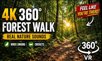 4K Forest VR 360 Walk | Real Birds Singing, Crickets, No Music | Pure Nature