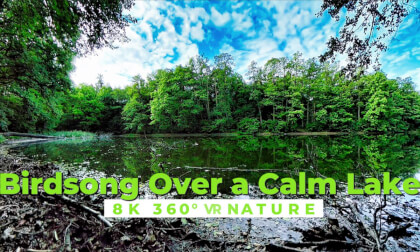 Birdsong Over a Calm Lake | 8K 360° VR NATURE