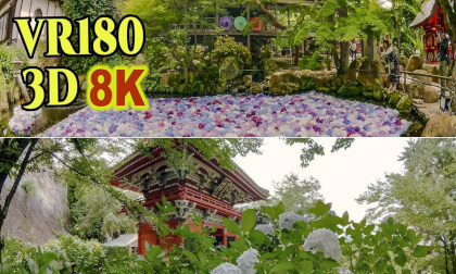 Amabiki Kannon Temple where hydrangeas are in full bloom in Sakuragawa city,Ibaraki , JAPAN