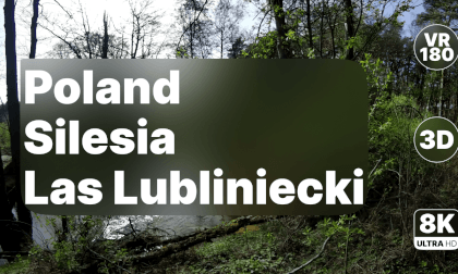 Poland Las Lubliniecki - Ancient Forest Walk 8K 180 3D