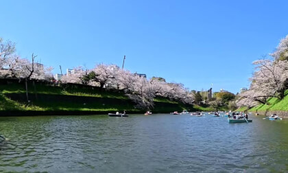 VR 360° 8K Chidori-ga-fuchi, Tokyo Unedited
