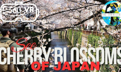 Tokyo Cherry Blossoms 360° VR | Sakura Season in Japan