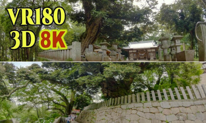 Japan's Giant Trees : The Great Zelkova Tree at Amabiki Chikatsu Shrine and The Sudajii Tree at Amabiki Kannon Temple in Ibaraki , JAPAN