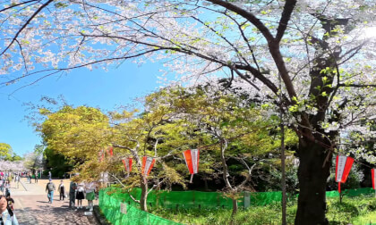 VR 360° 8K Ueno Park Cherry Festival