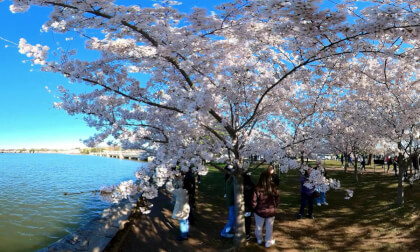 DC - Cherry Blossoms  VR 360