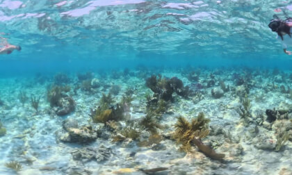 360 VR Sapodilla Private Island Snorkeling