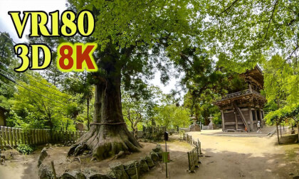 Tsukubasan Shrine , the massive "Great Cedar" and "Couple Cedars," both 800 years old, tower overhead in Ibaraki , JAPAN