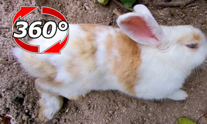 [360 Video] Even though it's a wild rabbit, it's too defenseless!I wonder if he's alive.