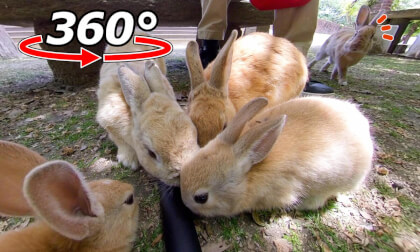 VR 360° | A scene of a rabbit family eating! ...or so I thought, but then the neighbor's rabbit came too!