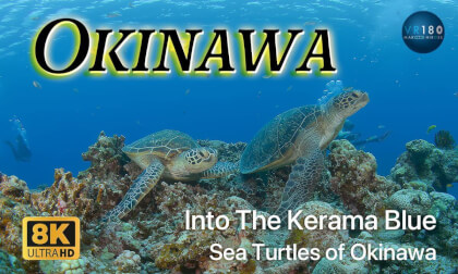 Into the Kerama Blue : Sea Turtles of Okinawa 　ケラマブルーの海へ　沖縄のウミガメたち