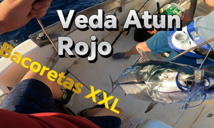 360° Trolling for Atlantic Bonito | Epic 15kg Catch in VR