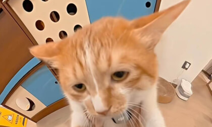 黏人的小猫