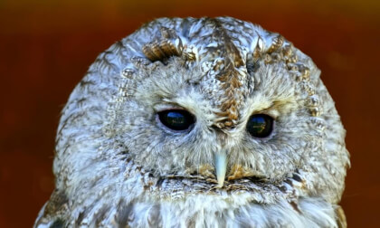 Get a close look at these furry little birds