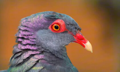 Take a close look at these furry little birds Part2