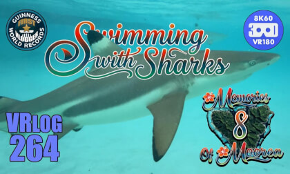 Swimming with Sharks (Memories of Moorea 8) VRLOG 264