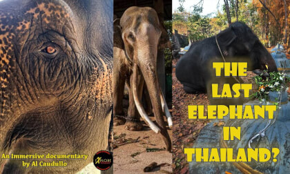 Thailand's Last Elephant