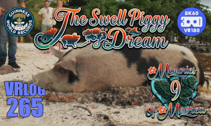 The Swell Piggy Dream (Memories of Moorea 9) VRLOG 265