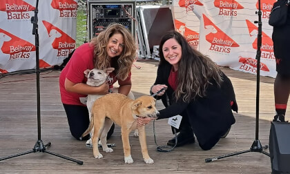 The Adoptable Dogs of Beltway Barks 11 2023 3D 180 VR VR Video The Adoptable Dogs of Beltway Barks 11 2023 3D 180 VR VR