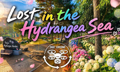 [360 VR] Yugu Hydrangea Garden, Gongju: Stunning Aerial View 🌸 하늘에서 내려다본 수국 세상, 유구 색동 수국정원 360도 파노라마 산책