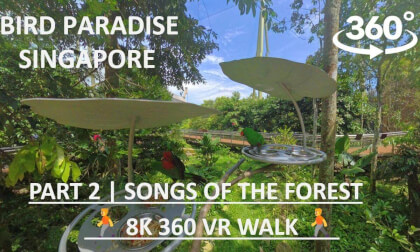 Bird Paradise Singapore (Part 2) | Songs of the Forest | 8K 360 VR Walk