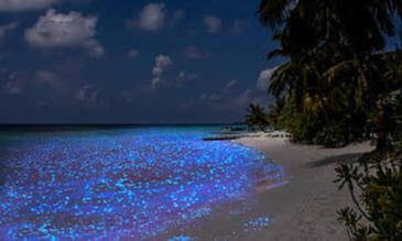 Bioluminescence in the deep sea