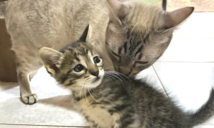 Cute new kittens first meet with five older cats was so unexpected | かわいい新入り子猫と5匹の先住猫の初対面が予想外すぎた…