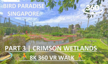 Bird Paradise Singapore (Part 3) | Crimson Wetlands | 8K 360 VR Walk