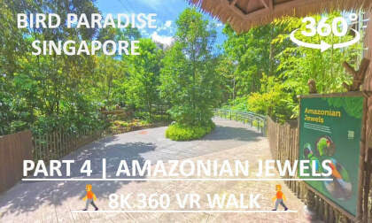Bird Paradise Singapore (Part 4) | Amazonian Jewels | 8K 360 VR Walk