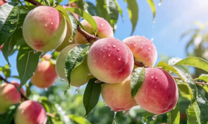 Summer has come. It's time for some fruits
