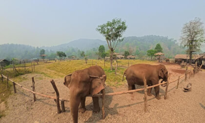 Feeding the Elephants at Chaing Mai Sanctuary, Thailand