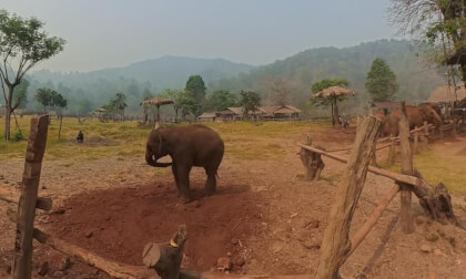 Visiting the Elephants in Chiang Mai Sanctuary, Thailand