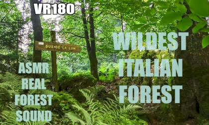 ASMR Relaxing Wild Forest Contemplation - VR180 - Real Nature Sounds