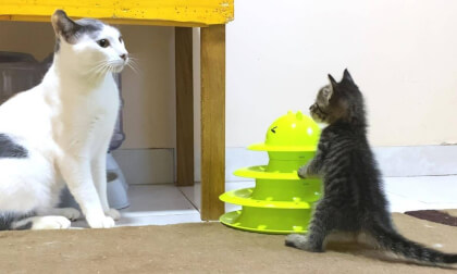New kitten becomes very popular after first meeting the older cats | 先住猫と初対面で大人気になった新入り子猫…笑