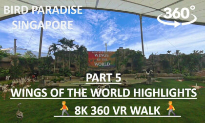 Bird Paradise Singapore (Part 5) | Wings of the World Highlights | 8K 360 VR