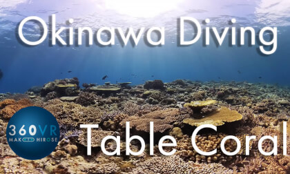 Okinawa Diving -Travel JAPAN- [ Table Coral ]