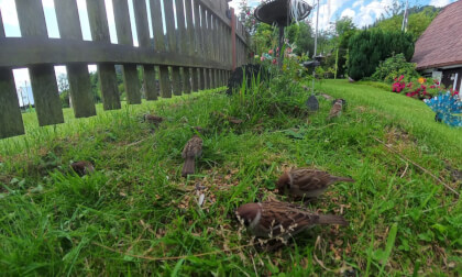 Vögel Fütterung 2 Spital am Semmering  bAustria