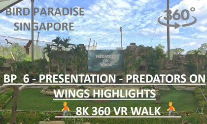 Bird Paradise Singapore (Part 6) | Predators on Wings Highlights | 8K 360 VR