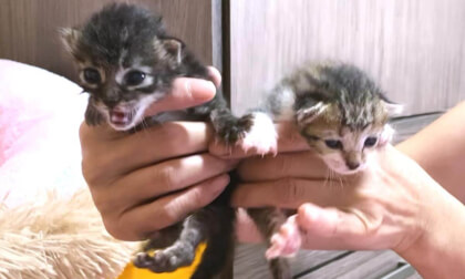 It's a healthy baby kitten, but I'm worry about one things | 生後1週間で受け入れた子猫兄弟ですが1つ心配なことが…