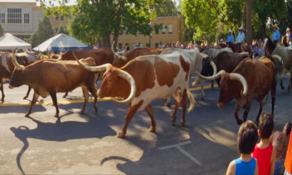 Longhorn cows, horses, bands, dancers - Independence Day Parade