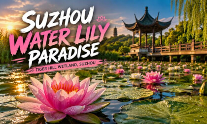 Suzhou Water Lily Paradise | Immersive Tiger Hill Wetland Tour