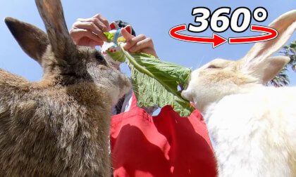 VR 360° | Rabbits crazy about cabbage!