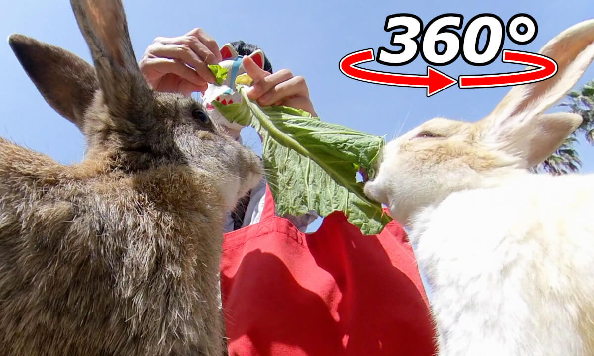 VR 360° | Rabbits crazy about cabbage!