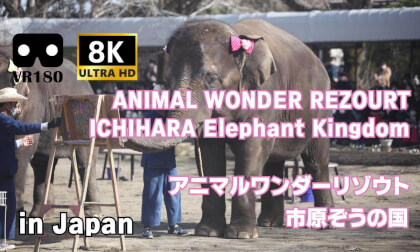 アニマルワンダーリゾウト・市原ぞうの国：ANIMAL WONDER REZOURT & ICHIHARA Elephant Kingdom