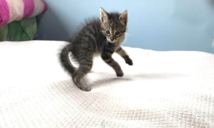 I was attacked by a monkey-like kitten... | 猿みたいな子猫に襲われました