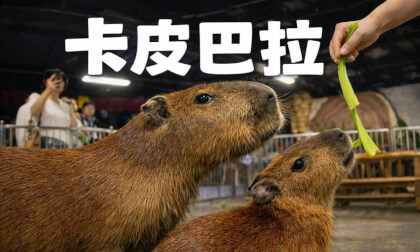 A chill capybara, along with a pelican and a little white rabbit.佛系的卡皮巴拉以及鹈鹕和小白兔。