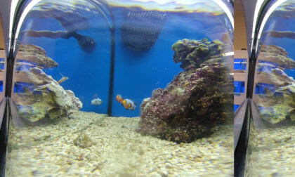 Designer Fish: Ocellaris Clownfish Black--and White Clownfish & Firefish Goby at the Pet Shop