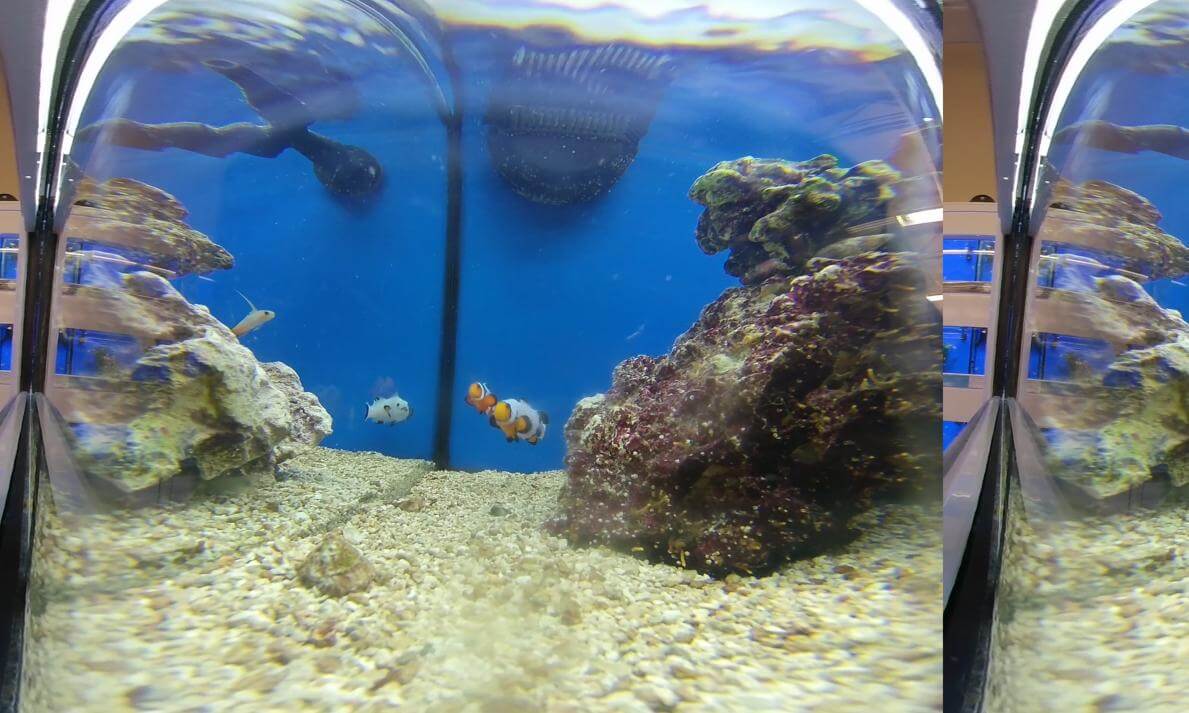 Designer Fish: Ocellaris Clownfish Black--and White Clownfish & Firefish Goby at the Pet Shop